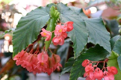 B. ‘Orange Drops’